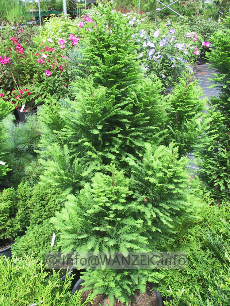 Taxodium distichum Peve Minaret 02.jpg